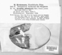 Phlebiodontia subochracea image